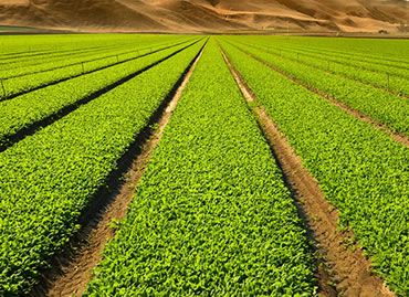 AGRICULTURA Y GANADERÃA